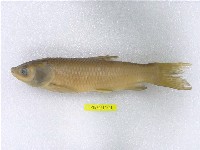 藏品(草魚)的圖片